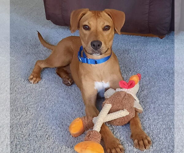 Medium Photo #3 Labrador Retriever-Mountain Cur Mix Puppy For Sale in GILBERTS, IL, USA