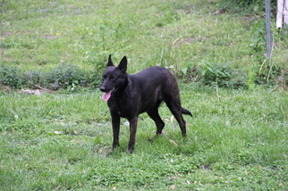 Mother of the Dutch Shepherd Dog puppies born on 11/23/2015