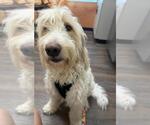Small #3 Poodle (Standard) Mix