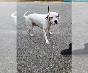 American Staffordshire Terrier-Unknown Mix Dogs for adoption in San Antonio, TX, USA