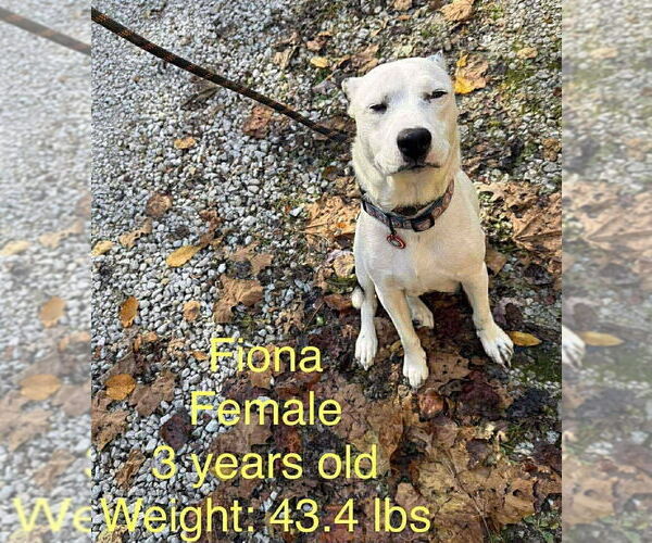 Medium Photo #4 Boxador Puppy For Sale in Aurora, IN, USA