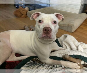 Mutt Dogs for adoption in Rustburg, VA, USA