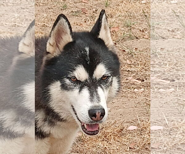 Medium Photo #2 Alusky Puppy For Sale in Pacific grove , CA, USA