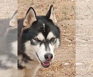 Fargo - Male Alusky Dog for Adoption - Photo #2