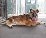 Small German Shepherd Dog