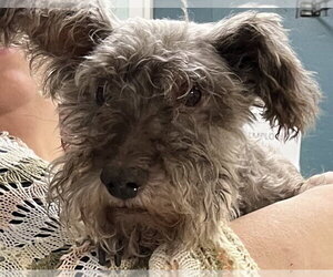 Miniature Schnauzer-Unknown Mix Dogs for adoption in Newfoundland, PA, USA
