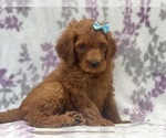 Small Photo #8 Goldendoodle-Poodle (Standard) Mix Puppy For Sale in LAKELAND, FL, USA