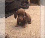 Small Photo #2 Dachshund Puppy For Sale in QUANAH, TX, USA