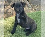 Small #1 Labrador Retriever Mix