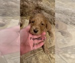 Small #1 Goldendoodle