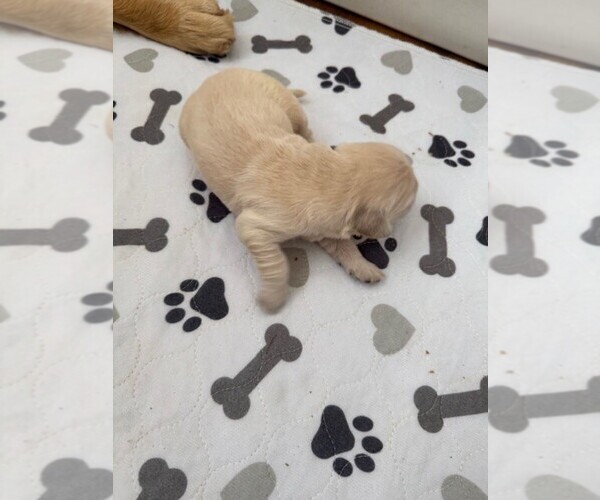 Medium Photo #2 Golden Retriever Puppy For Sale in MERCED, CA, USA