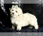Small #4 Maltipoo (Miniature)