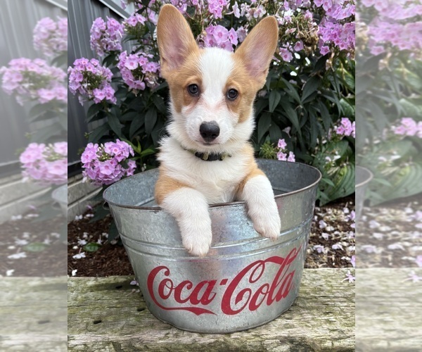 Medium Photo #4 Pembroke Welsh Corgi Puppy For Sale in MIDDLEBURY, IN, USA