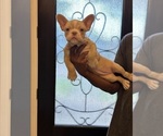 Small #2 French Bulldog