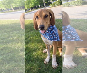 Mutt Dogs for adoption in Rockaway, NJ, USA
