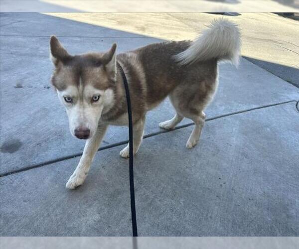 Medium Photo #1 Siberian Husky Puppy For Sale in Martinez, CA, USA