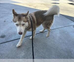 Siberian Husky Dogs for adoption in Martinez, CA, USA