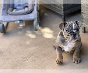 Bulldog Puppy for Sale in WOODLAND HILLS, California USA