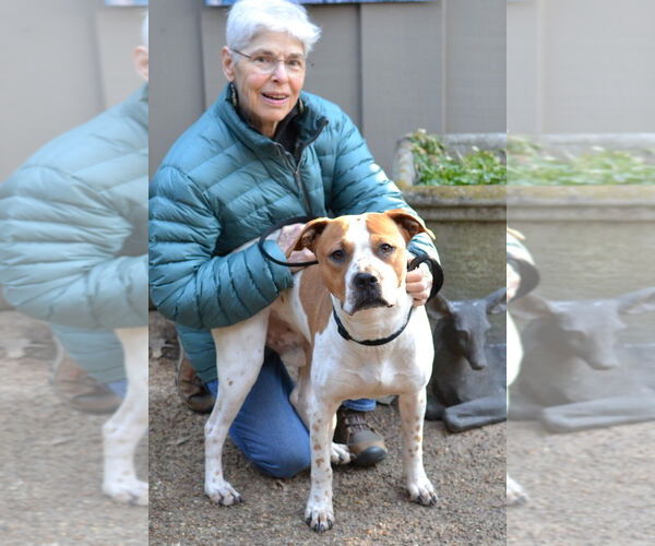 Medium Photo #4 Staffordshire Bull Terrier-Unknown Mix Puppy For Sale in Germanton, TN, USA