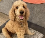 Small Photo #1 Labradoodle Puppy For Sale in THE WOODLANDS, TX, USA