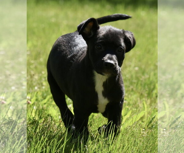 Medium Photo #8 Shepweiller Puppy For Sale in Mechanicsburg, PA, USA