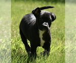 Small #7 Shepweiller