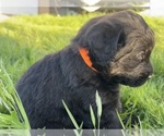 Small Photo #11 Rottle Puppy For Sale in CHICKAMAUGA, GA, USA