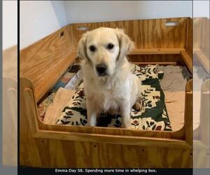 Mother of the English Cream Golden Retriever puppies born on 04/30/2025