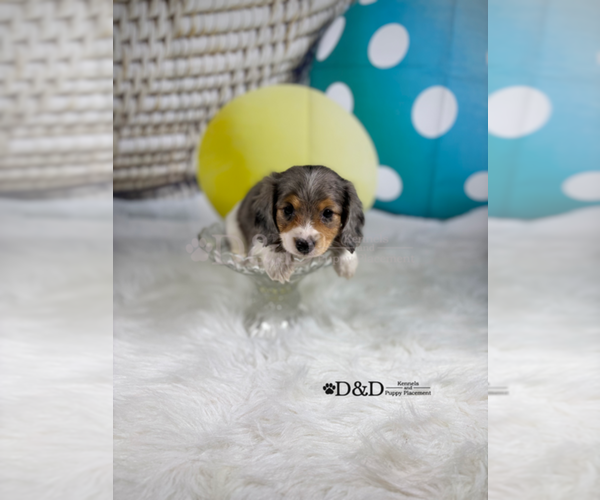 Medium Photo #2 Dachshund Puppy For Sale in RIPLEY, MS, USA
