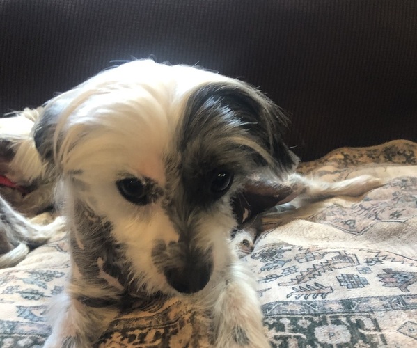 Medium Photo #3 Chinese Crested Puppy For Sale in EUGENE, OR, USA