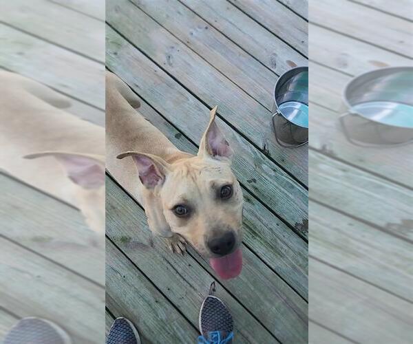 Medium Photo #14 American Pit Bull Terrier Puppy For Sale in Murfreesboro, NC, USA