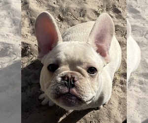 French Bulldog Puppy for sale in CLEARWATER, FL, USA