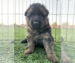 Small #8 German Shepherd Dog