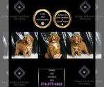 Small Photo #84 Poodle (Toy) Puppy For Sale in WARSAW, IN, USA