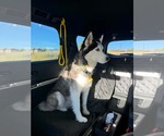 Small #2 Siberian Husky