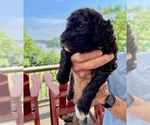 Small Photo #5 Goldendoodle Puppy For Sale in CHAMPION, NC, USA