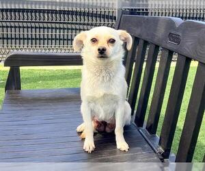 Chihuahua-Unknown Mix Dogs for adoption in Orange, CA, USA