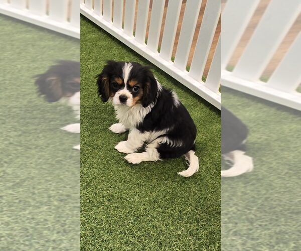 Medium Photo #1 Cavalier King Charles Spaniel Puppy For Sale in BERKLEY, MI, USA