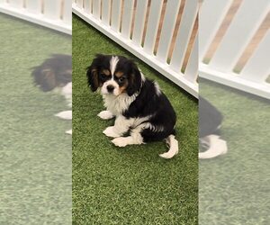 Cavalier King Charles Spaniel Puppy for sale in BERKLEY, MI, USA