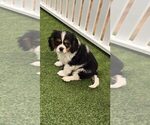Small Cavalier King Charles Spaniel