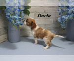 Small #9 Cavalier King Charles Spaniel