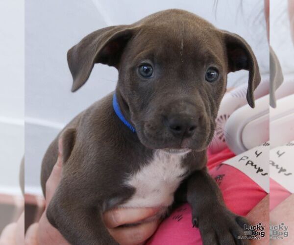Medium Photo #4 Mutt Puppy For Sale in Washington, DC, USA