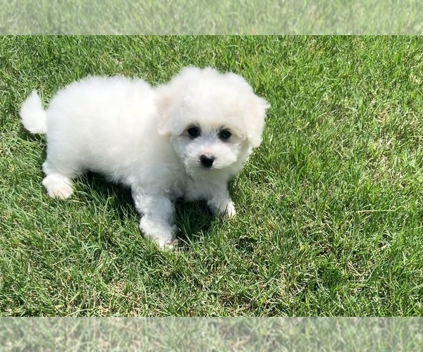 Medium Photo #16 Bichon Frise Puppy For Sale in PELZER, SC, USA