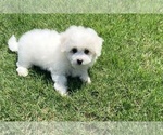 Small #15 Bichon Frise