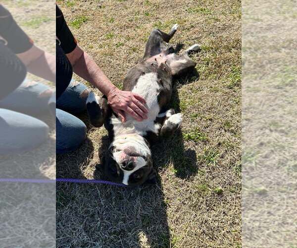 Medium Photo #4 Mutt Puppy For Sale in Abbeville, LA, USA