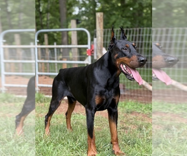 Medium Photo #11 Doberman Pinscher Puppy For Sale in NEWTON, NC, USA