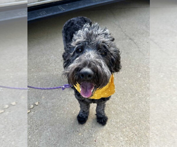 Medium Photo #5 Labrador Retriever-Unknown Mix Puppy For Sale in Boston, MA, USA