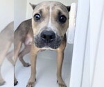 Small #1 Staffordshire Bull Terrier Mix