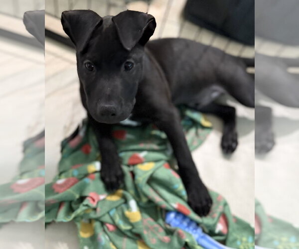 Medium Photo #1 Labrador Retriever-Unknown Mix Puppy For Sale in Royal Palm Beach, FL, USA
