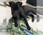 Small Labrador Retriever Mix